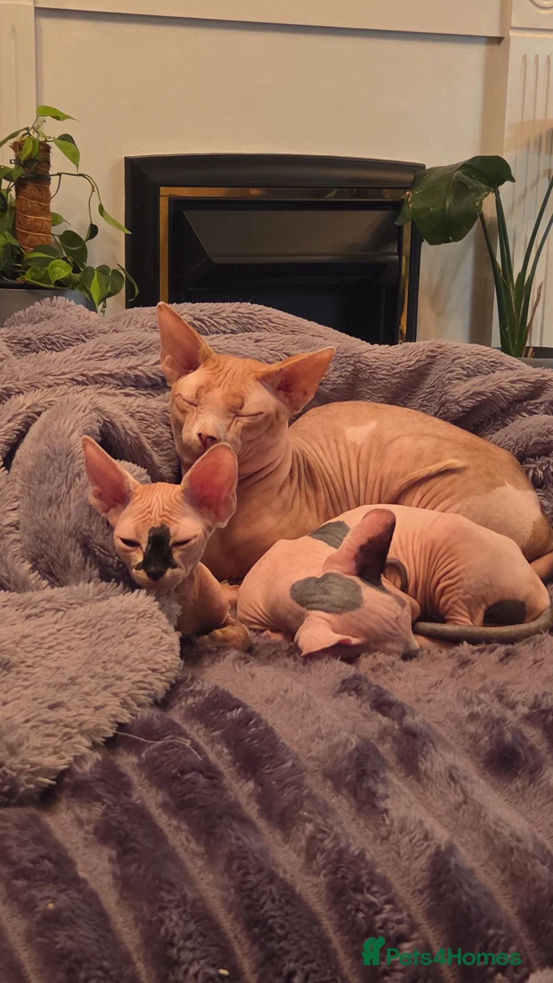 Sphynx cats for sale: 2 beautiful Sphynx babies  - Advert 5