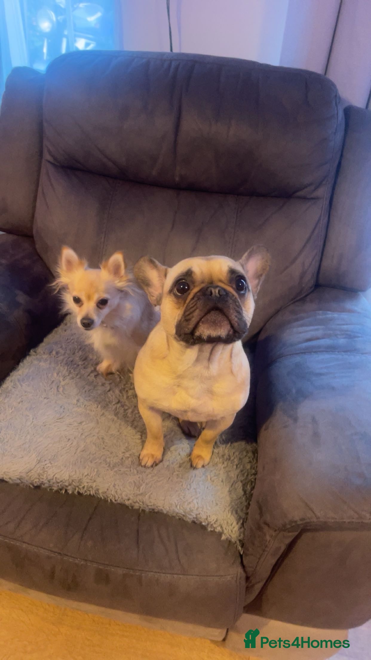 French Bulldog dogs Poppy the Frenchie - Advert 1