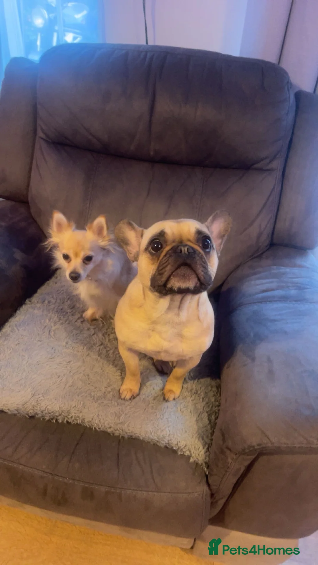 French Bulldog dogs for sale: Poppy the Frenchie - Advert 1