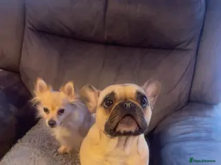 French Bulldog dogs Poppy the Frenchie - Advert 1