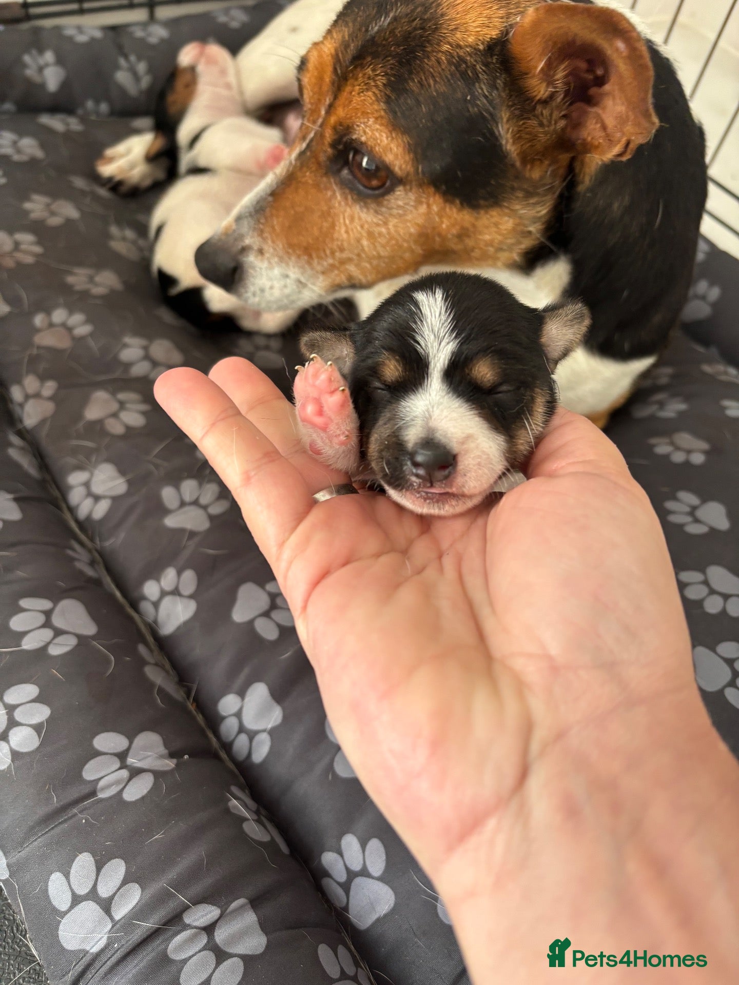 Patterjack dogs Beautiful little Jack puppies - Advert 1