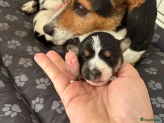 Patterjack dogs Beautiful little Jack puppies - Advert 1