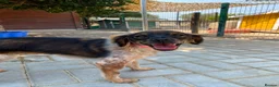 Mixed Breed dogs for adoption: Charming Chelsy in Fleet - Advert 4
