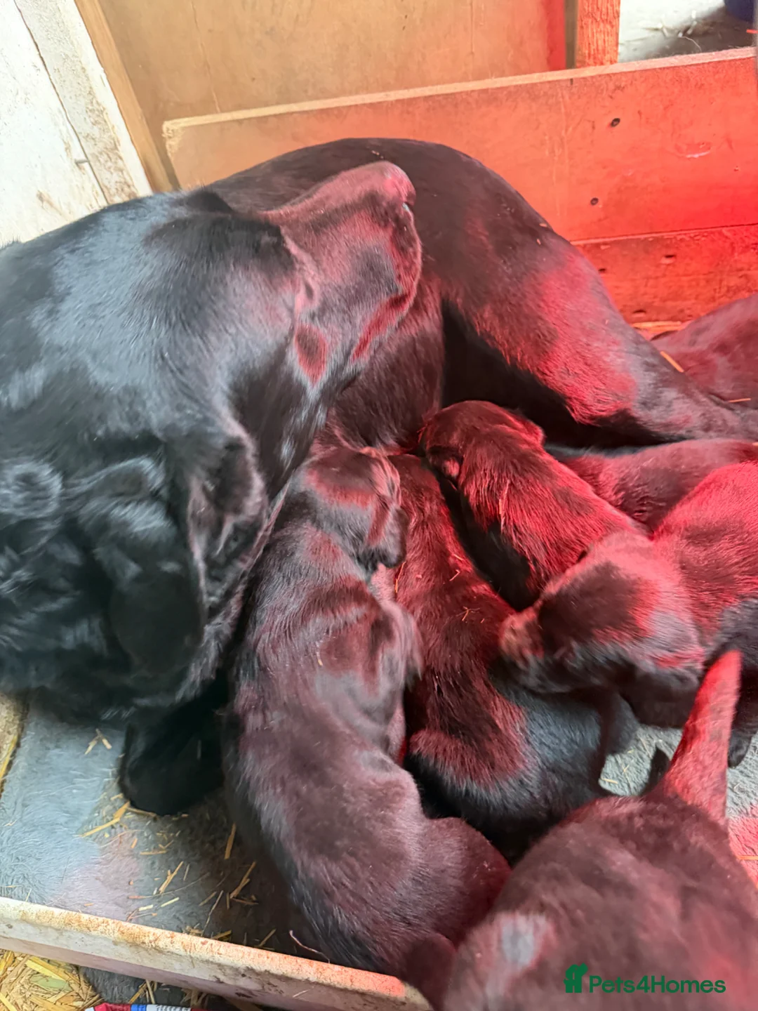 Labrador Retriever dogs for sale: Traditional Labrador Puppies  - Advert 23