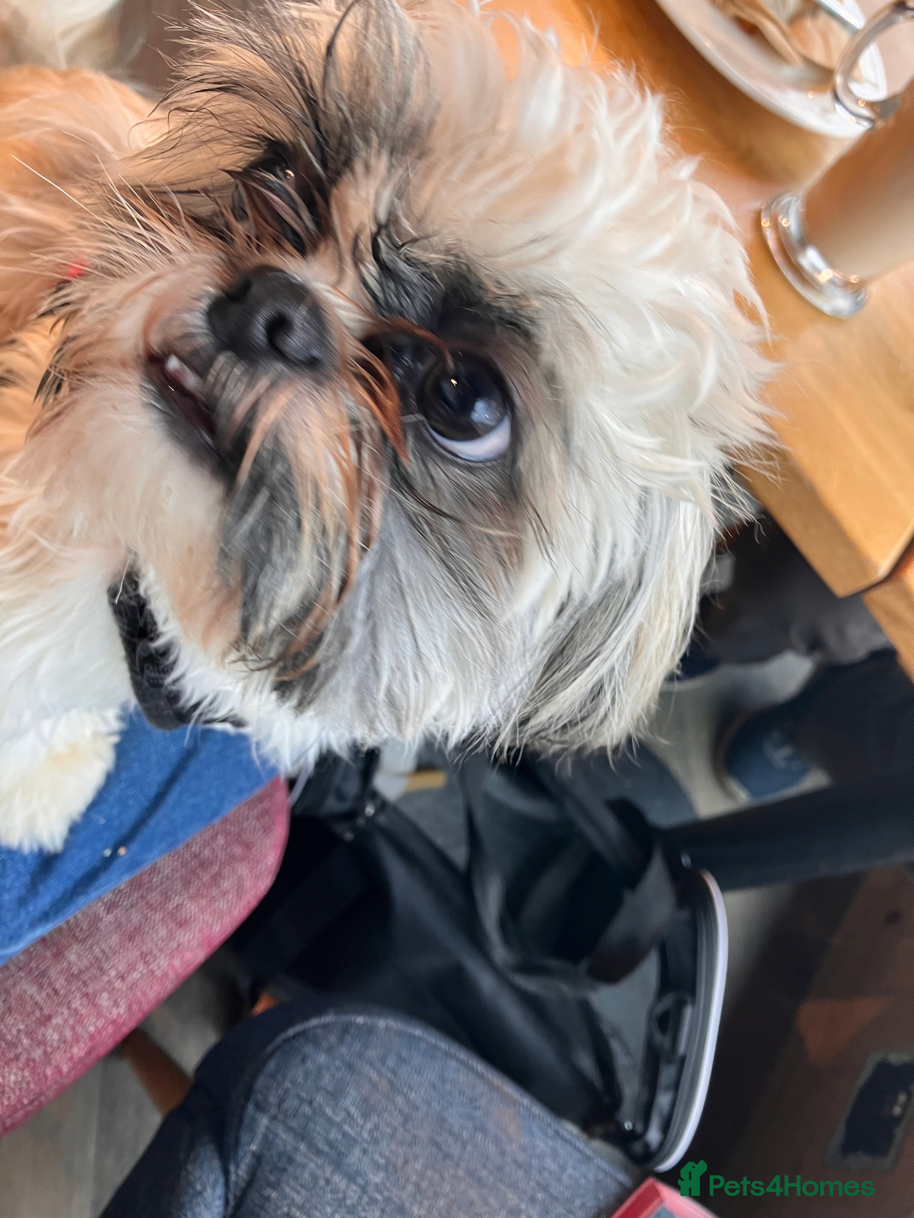 Shih Tzu dogs shih tzu  - Advert 3