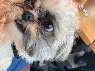 Shih Tzu dogs shih tzu - Advert 3