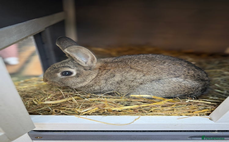 Netherland Dwarf rabbits - Advert 3