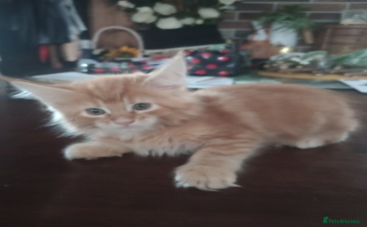Maine Coon cats - Advert 3