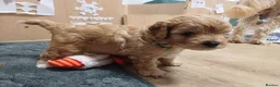 Cavapoo dogs for sale: Beautiful F1B Toy Cavapoo Puppies - Advert 16