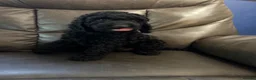 Cockapoo dogs for sale: 5 beautiful cockapoos puppies  - Advert 12