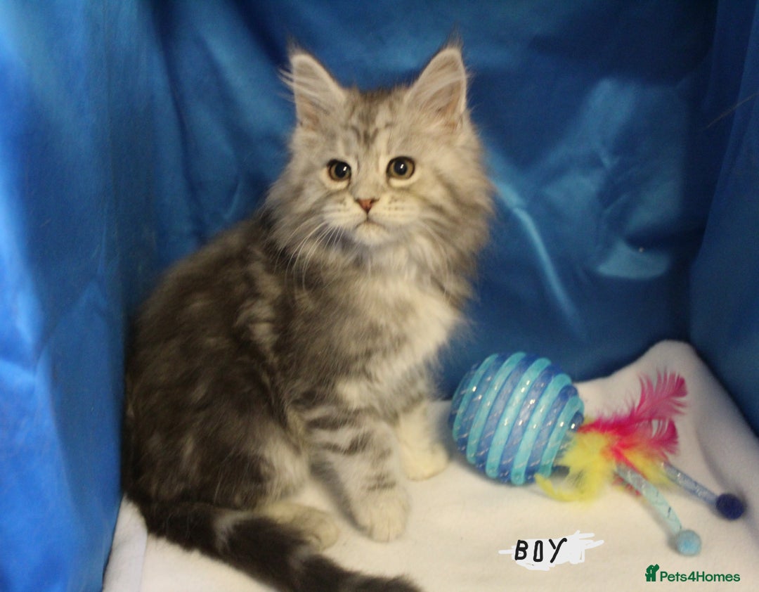 Maine Coon cats for sale: beautiful maine coon kittens - Image 3