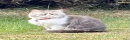 Persian cats for sale: Exotic long haired kittens male and female  - Advert 22