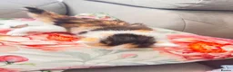 British Longhair cats for sale: Small kittens available now in london - Advert 13