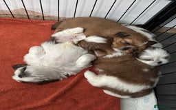 Shih Tzu dogs for sale: Beautiful Shih Tzu puppies  - Image 8