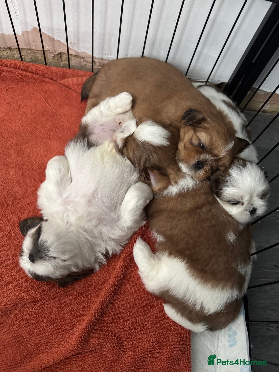 Shih Tzu dogs for sale: Beautiful Shih Tzu puppies  - Image 8
