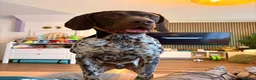 German Shorthaired Pointer dogs for sale: German shorthaired pointer - trained 18m in Gravesend - Advert 4