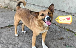 Mixed Breed dogs for adoption: 💖🐶 CLEO 🐶💖 - Image 1
