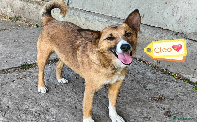 Mixed Breed dogs - Advert 11