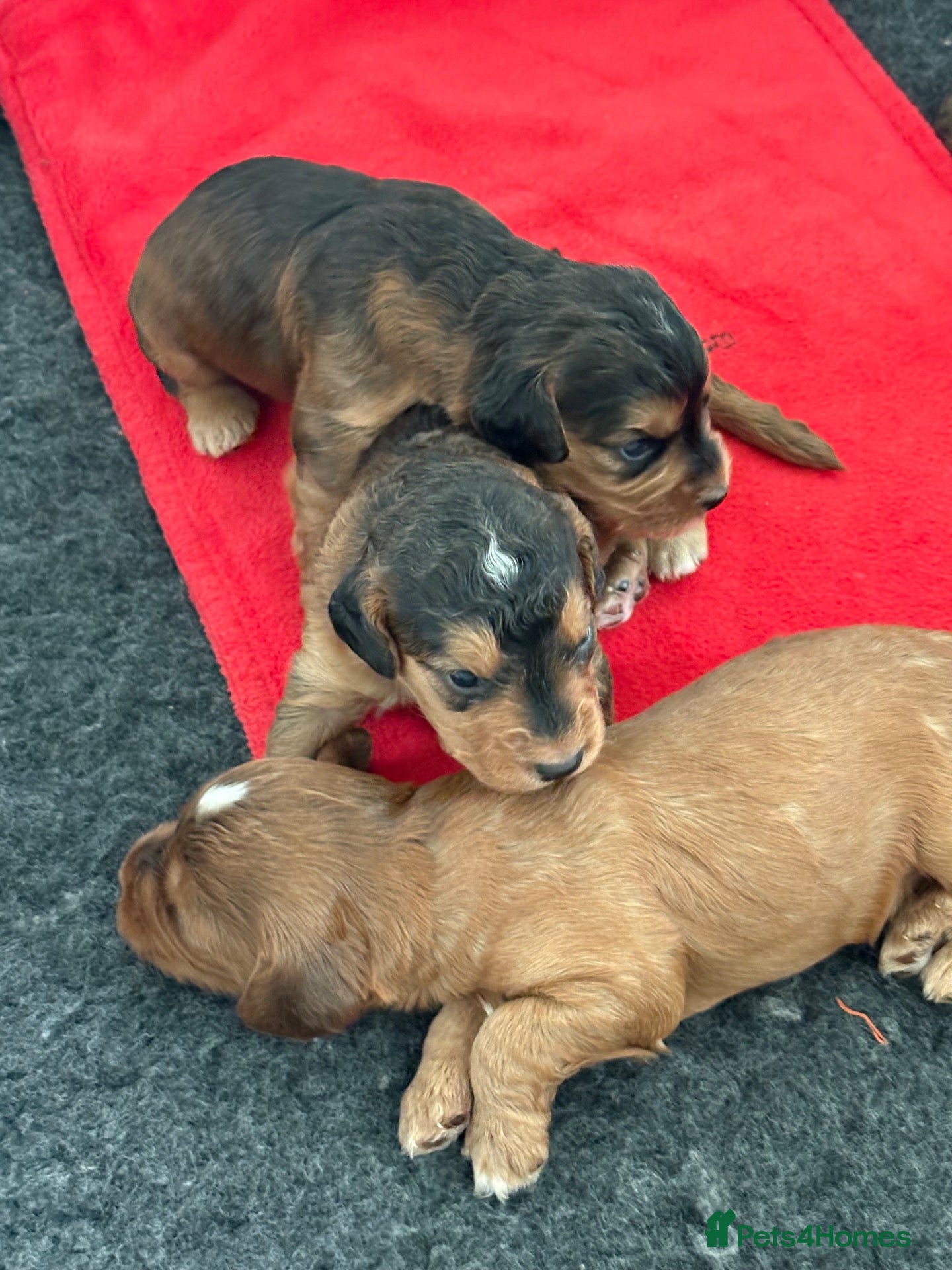 Cockapoo dogs Beautifully marked F2 smooth & curly Cockapoo boys - Advert 5