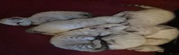 Mixed Breed cats for sale: Bengal Siamese mixed - Advert 29