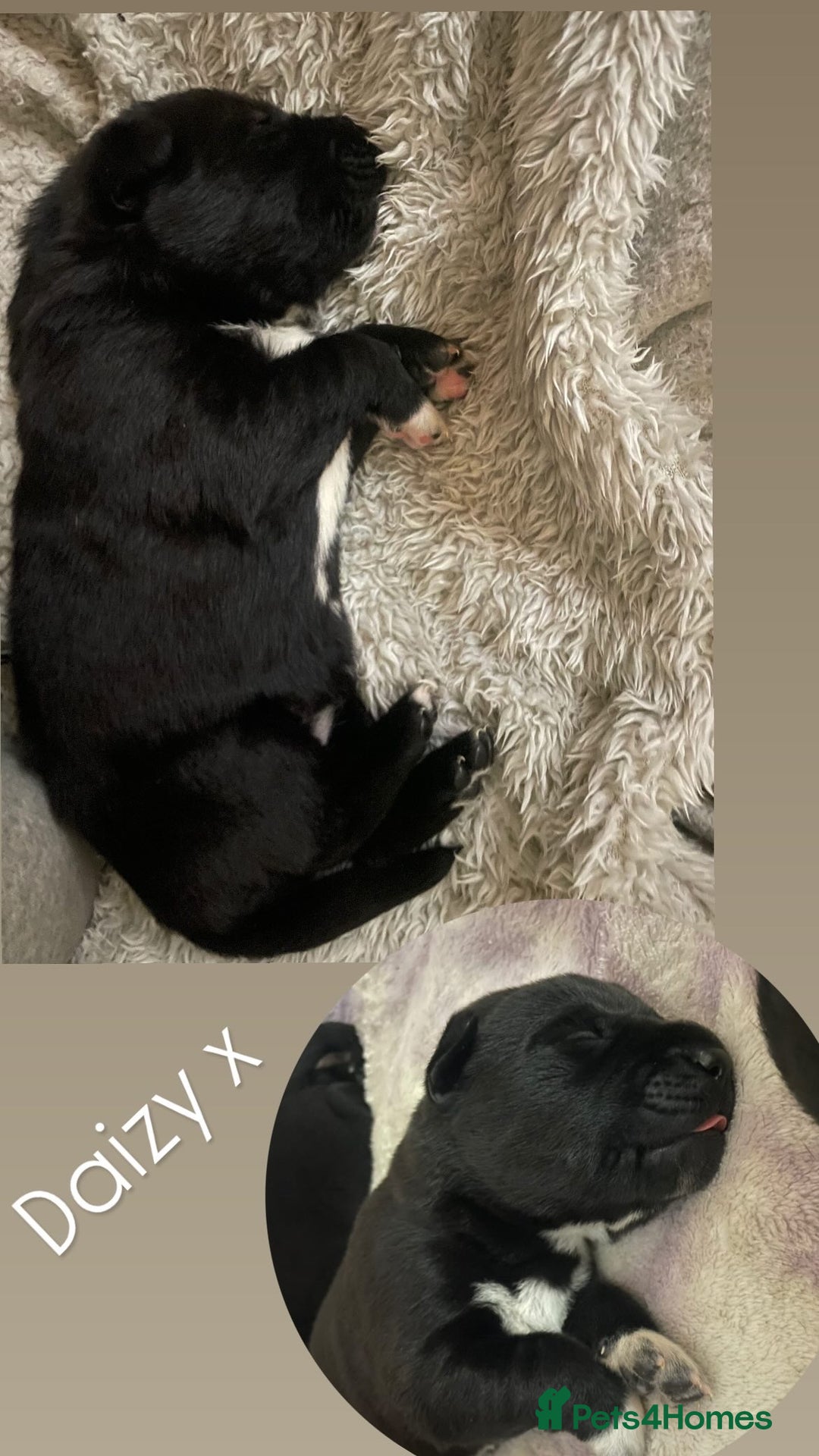 Mixed Breed dogs for sale: Labrador cross with Siberian husky  - Advert 20