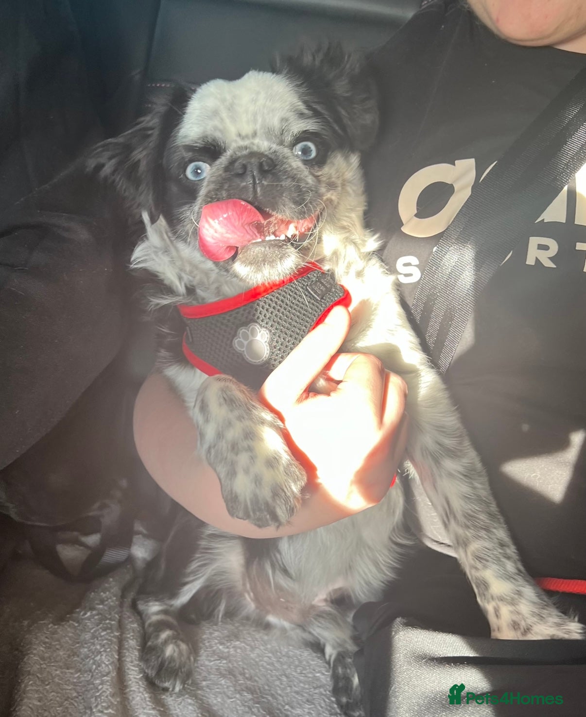 Pug dogs Gorgeous one of a kind full fluffy panda pug! - Advert 2