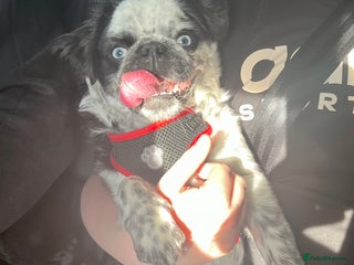 Pug dogs Gorgeous one of a kind full fluffy panda pug! - Advert 1