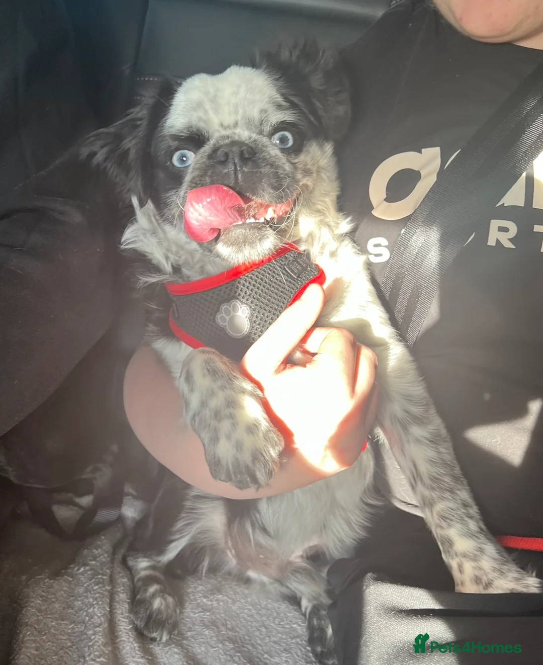 Pug dogs for stud: Gorgeous one of a kind full fluffy panda pug! - Advert 2