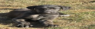 Deerhound 3