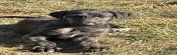 Deerhound dogs for sale: KC registered deerhound pups - Advert 5