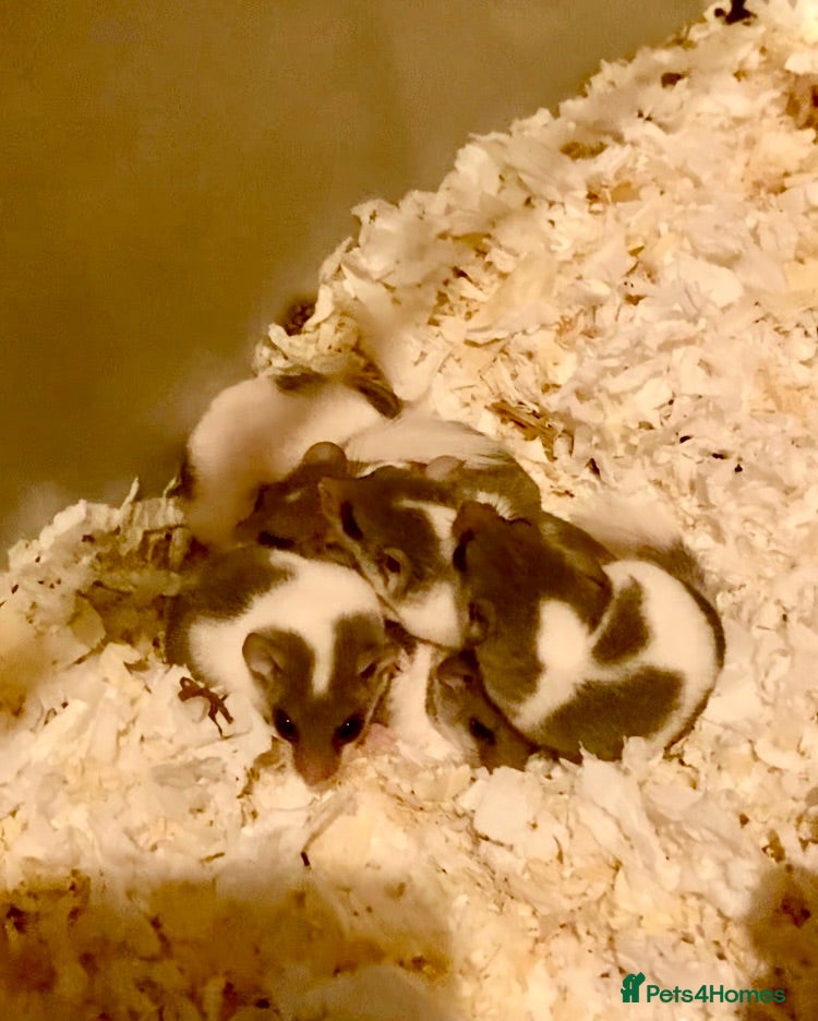 Mouse rodents More baby’s pied and standard dormice ready now  - Advert 1