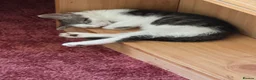 Mixed Breed cats for sale: Kittens for sale  - Advert 3