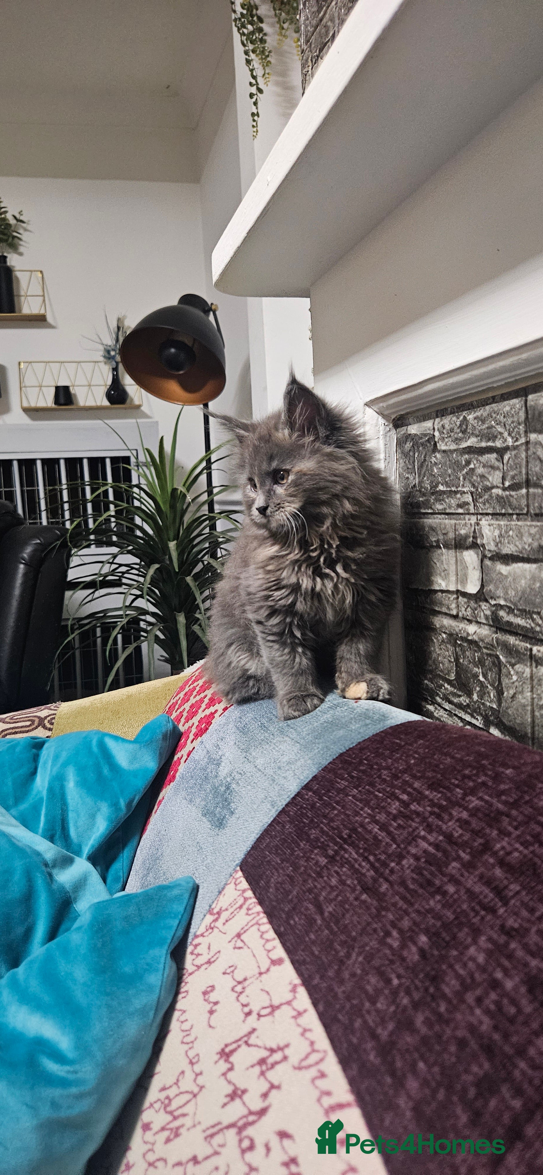 Maine Coon cats Beautiful outstanding tica registered maine coons  - Advert 4