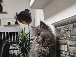 Maine Coon cats Beautiful outstanding tica registered maine coons - Advert 4