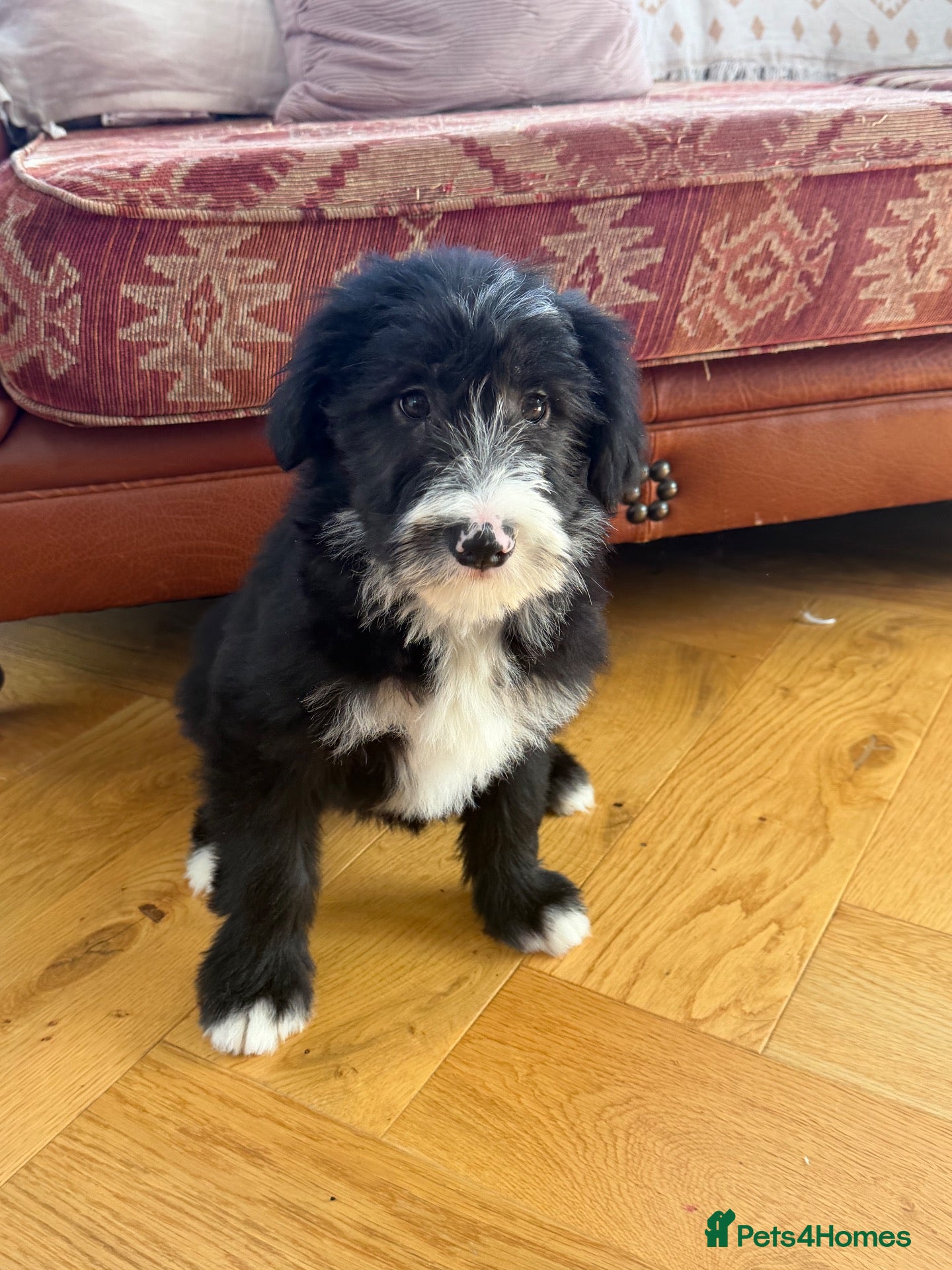 Bearded Collie dogs Beautiful Bearded Collie Puppies  - Advert 5