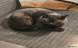 British Shorthair cats for sale: Black british short hair  - Image 1