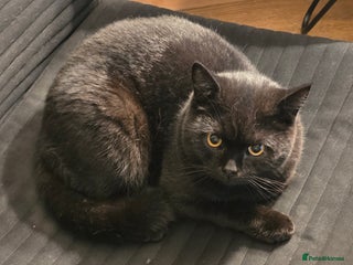 British Shorthair cats - Advert 1