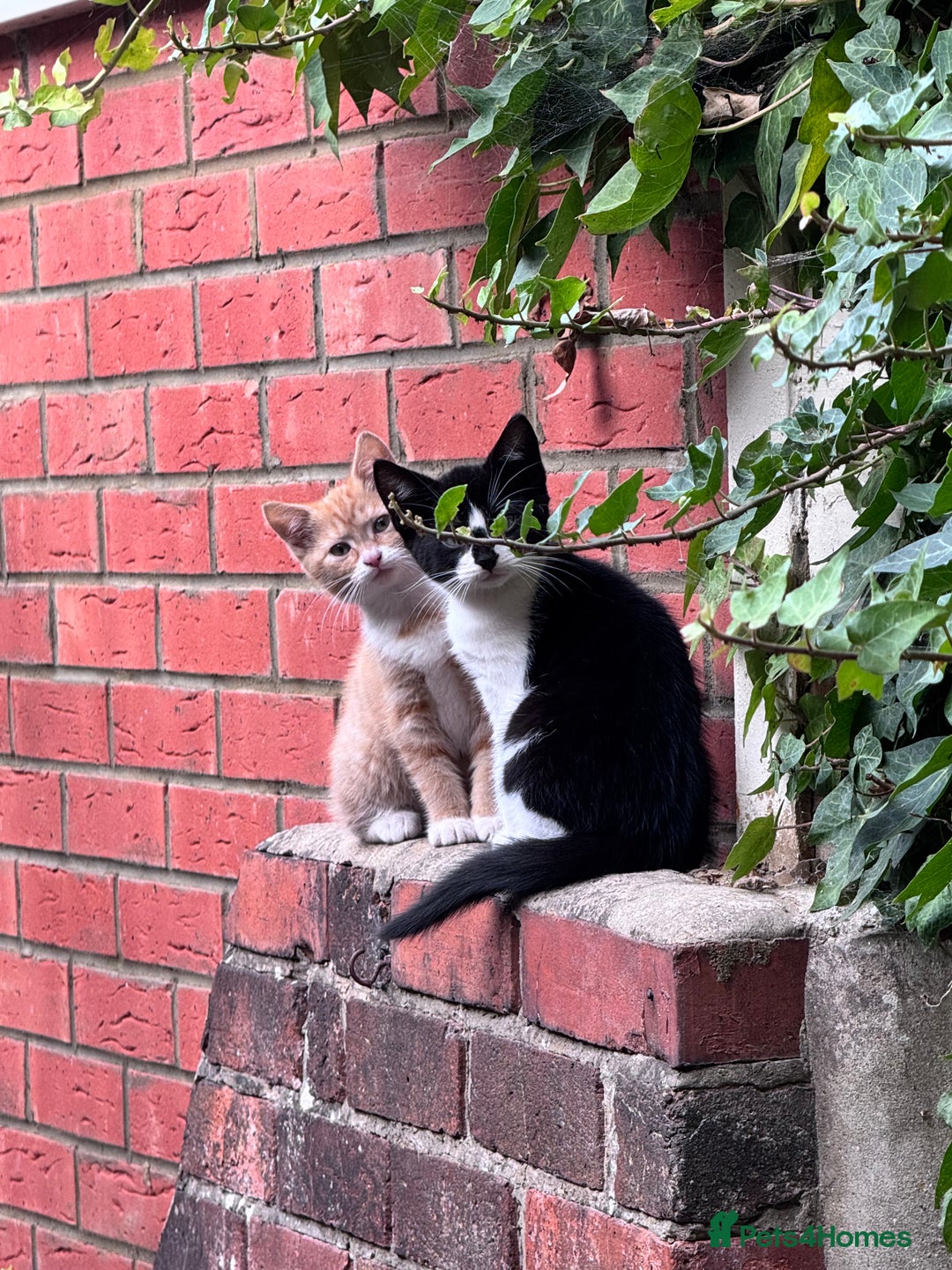 Mixed Breed cats for sale: 2 kittens - Image 3