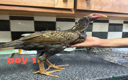 Chickens poultry for sale: shamo chickens🐓 - Image 2