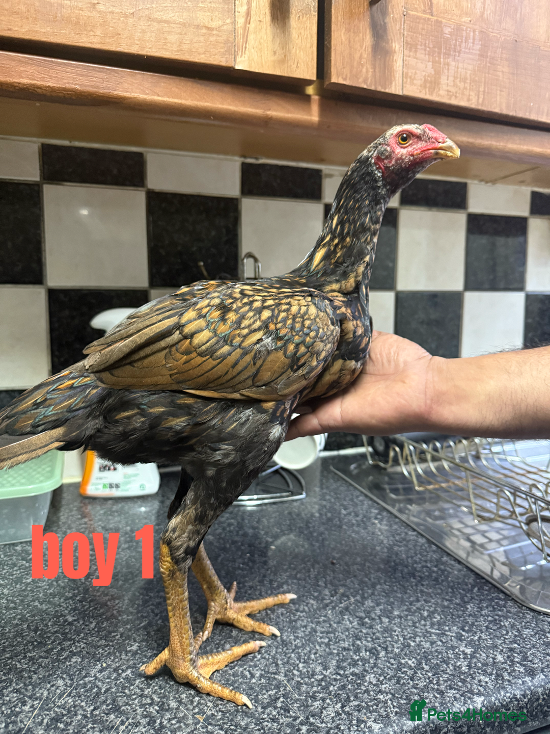 Chickens poultry for sale: shamo chickens🐓 - Image 2