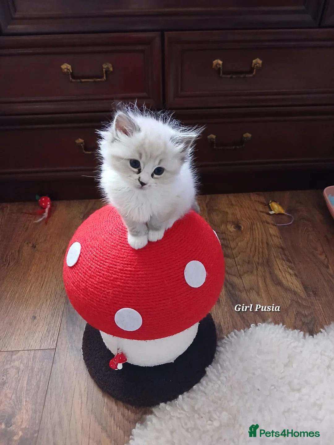 Ragdoll cats for sale: Ragdolls in Nelson - Advert 6