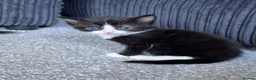 Mixed Breed cats for sale: 4 beautiful kittens  in Portsmouth - Advert 6