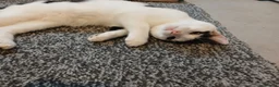 Mixed Breed cats for sale: Pandy in Birkenhead - Advert 13