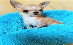 Chihuahua dogs for sale: Tiny Blue Fawn chihuahua boy  - Image 3