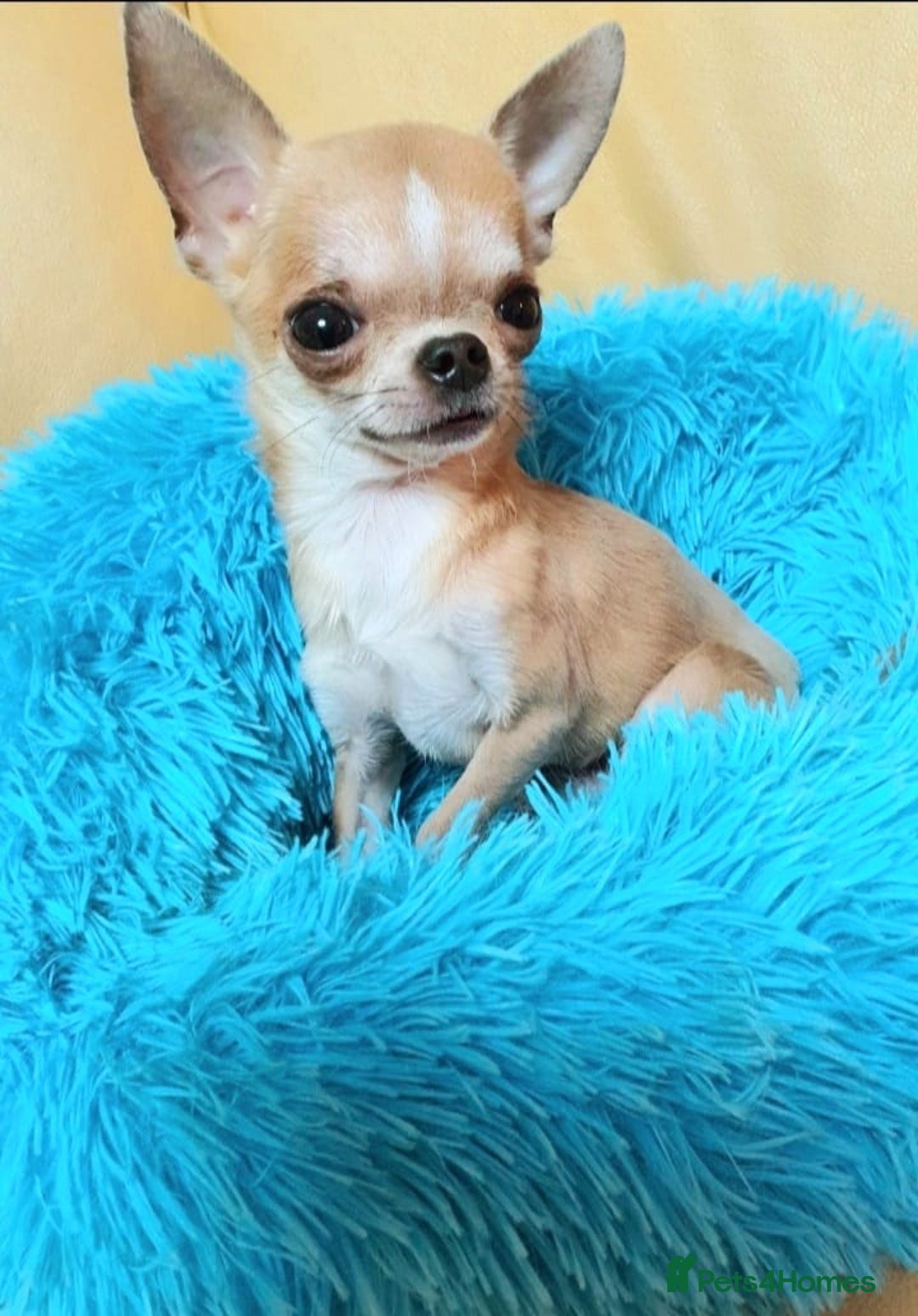 Chihuahua dogs for sale: Tiny Blue Fawn chihuahua boy  - Image 3