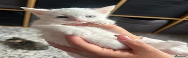 Mixed Breed Kitten 4