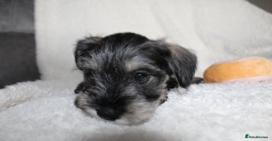 Miniature Schnauzer dogs - Advert 10
