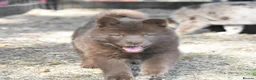 Chow Chow dogs for sale: Genuine chowski puppies  - Advert 22