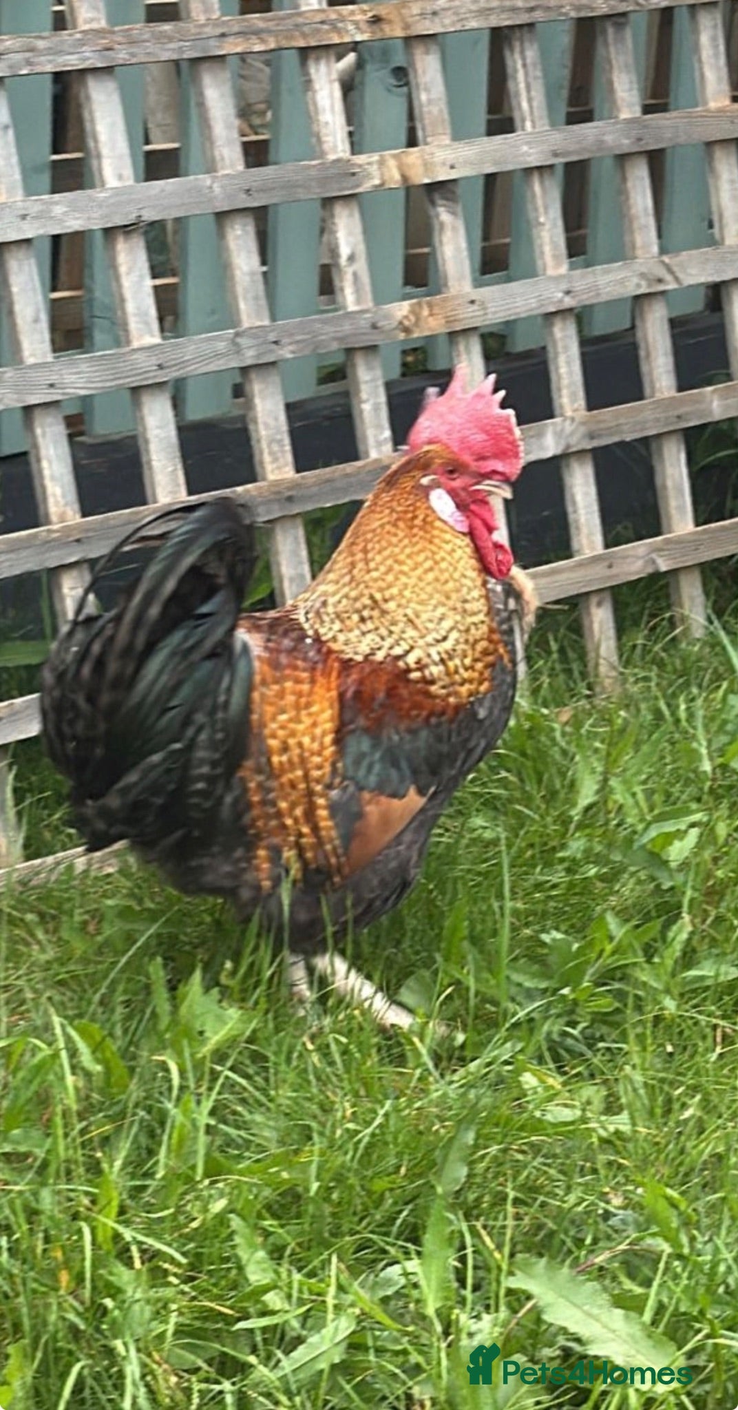 Chickens poultry Rooster for sale - Advert 6