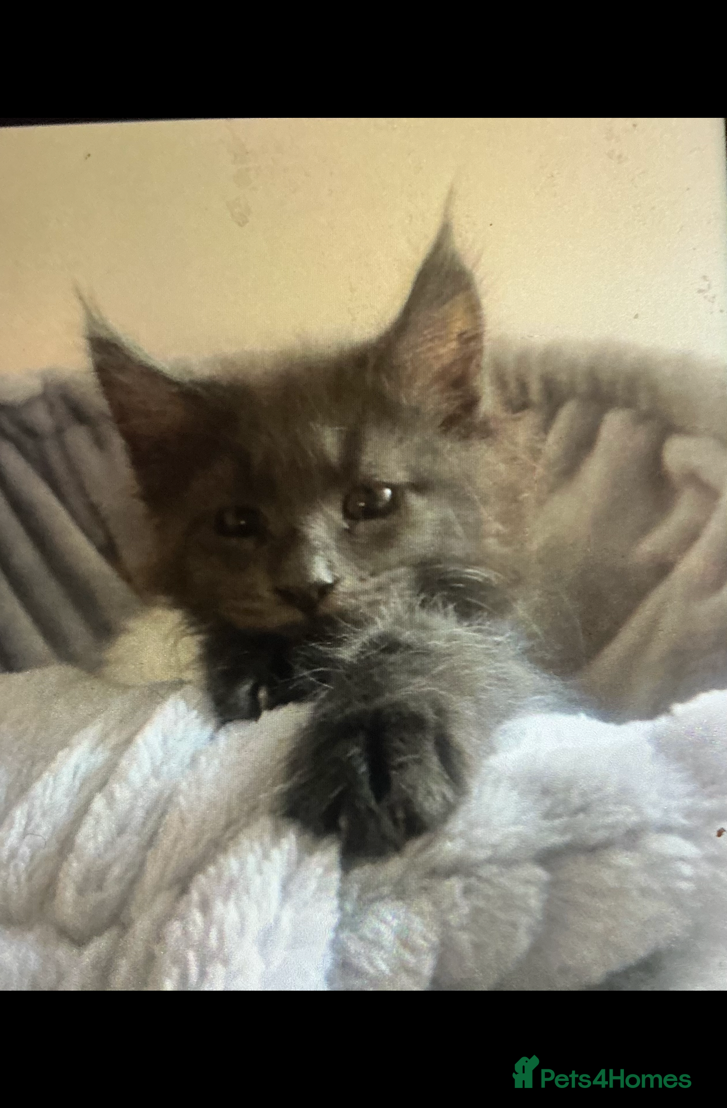 Maine Coon cats GCCF Registered MaineCoon Blue/Black Smoke & White - Advert 2
